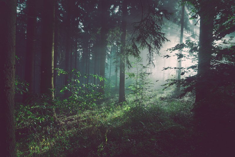 Trekking in Andaman